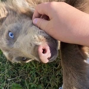 Meet your Posher, Jayden